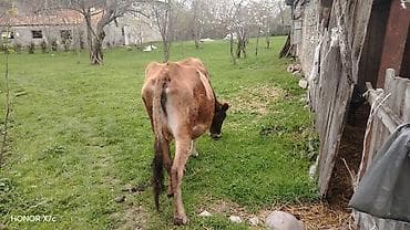 Dişi, il: 7, Südlük, Ünvandan götürmə