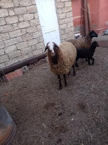 agilli yem qabi: Erkək, Qala, il: 1, Damazlıq — 4