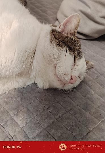 Məhsul: Toğrulanmış dönər şişi (şaşlıq tipli şaquli şişdə bişirmə — 9