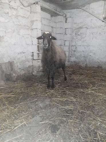 Телята: Sağlamdı 2ci qarına qoça gəlib. Ünvan Novxanı — 3