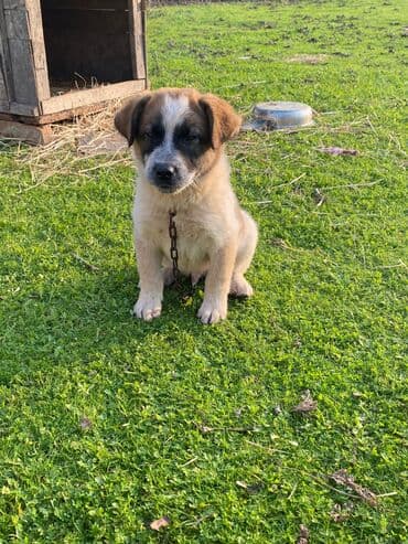 basenc itləri: Alabay, 1 ay, Erkek, Cütləşmə üçün, Ünvandan götürmə — 11