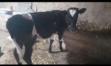 qala cinsi qoyun: Salam bu mal satlmır. barter edirəm. yerli dana ilə. bu heyvan 5 — 2