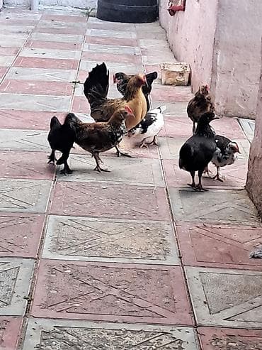 haski balalari satilir: Yapon fərələr xoruzlarda var fərədə var — 3