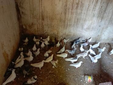 ineklerin satisi: 3 azn dən 20 azn ə kimi quş hamsı satılır ünvan bərdə boş bekar — 1