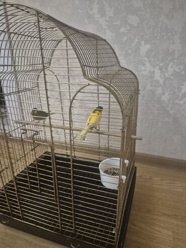 Gəmiricilər: Kanarya Hazir cütdü 70 azn sari erkeydi — 8