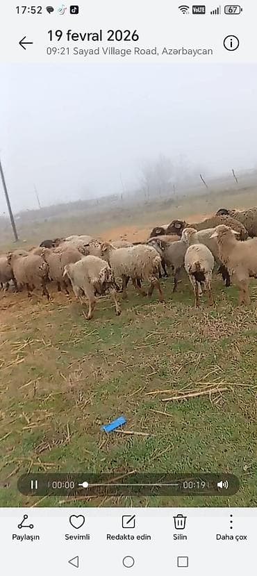 qoyunlar: Qoyun sürüsü – ətlik/südlük yönümlü yerli ci16 baş quzuzd - — 2