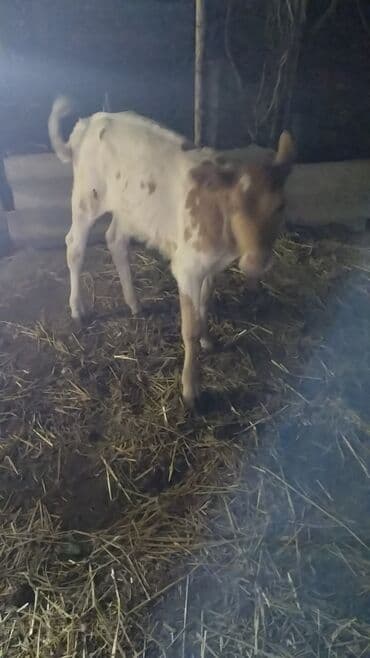 cins dana: Məhsul: İnək (iribuynuzlu heyvan) Xüsusiyyətlər: - Rəng: Ağ-krem — 10