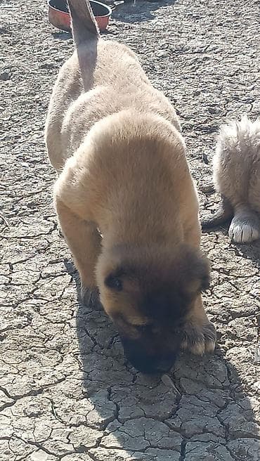 erkək danalar: Kanqal — 9