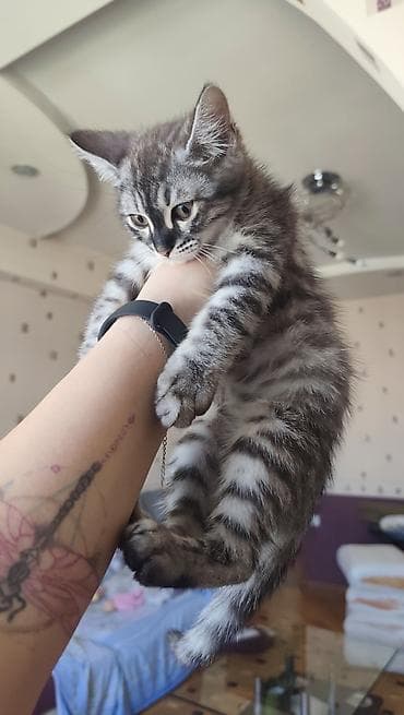 cat tanışlıq: Tabbi, Erkək, Pulsuz çatdırılma — 3