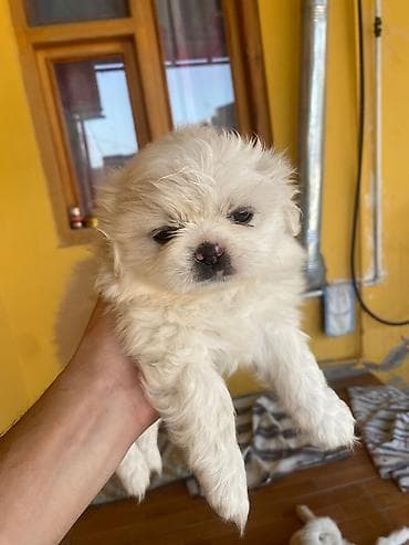 heyvanlar: Pekines, 1 ay, Dişi — 1