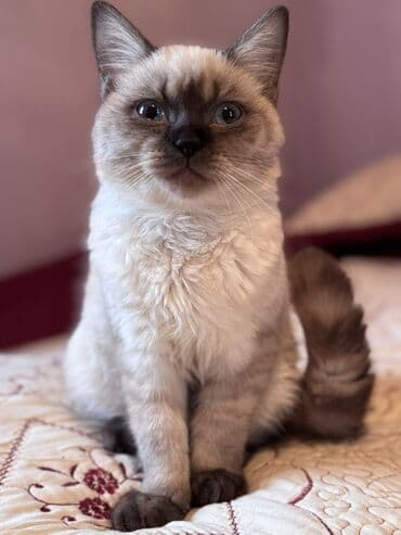 Quşlar: Siam, Erkək, Yaxşı əllərə — 7