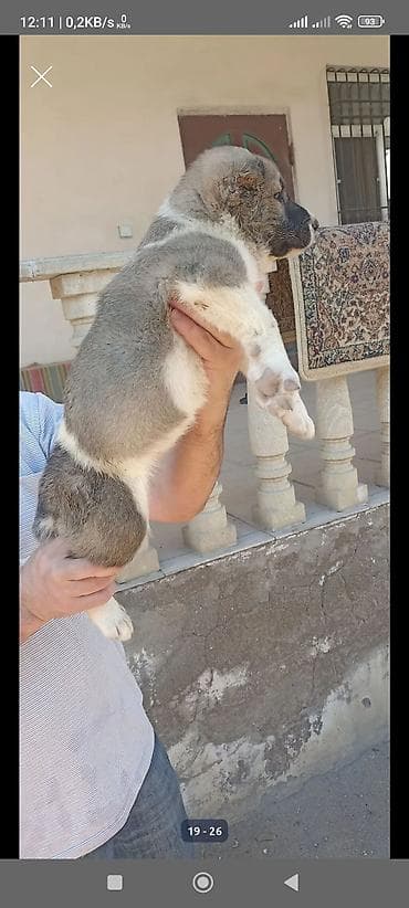 bala it: Qafqaz çoban iti, 2 ay, Erkek, Peyvəndli, Rayonlara çatdırılma — 2