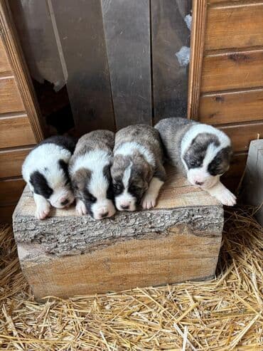 siam pişiyi qiyməti: Alabay, 1 ay, Peyvəndli — 1