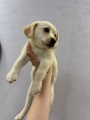 arpa bugda satisi: Retriever, 2 ay, Dişi, Peyvəndli — 7