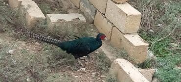 atla eşşəyin cütləşməsi: Zümrüd qırqovlu tək qaldığı ücün satram fərəsi qacıb bekar — 1