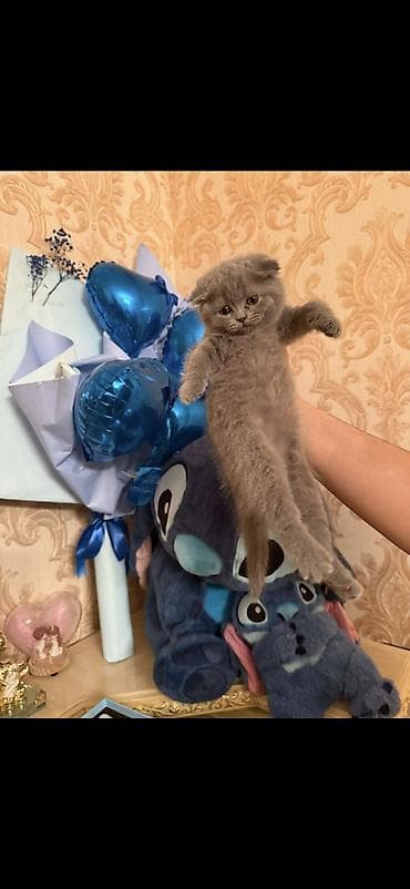 top az itler: Şinşilla, Dişi — 1