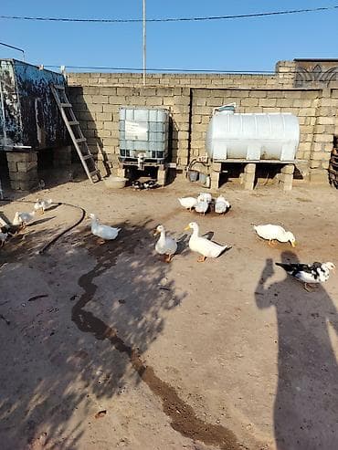 hind quşu: Muscovy (hind) və Pekin ördəkləri – qarışıq sürü 29 ededdir 11 balaca — 3