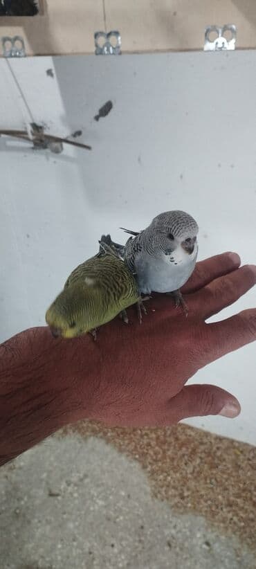 pulsuz heyvanlar verilir: Məhsul: Dalmatian və klassik rəng çeşidlərində nimfa və dalğıç (budaq) — 2