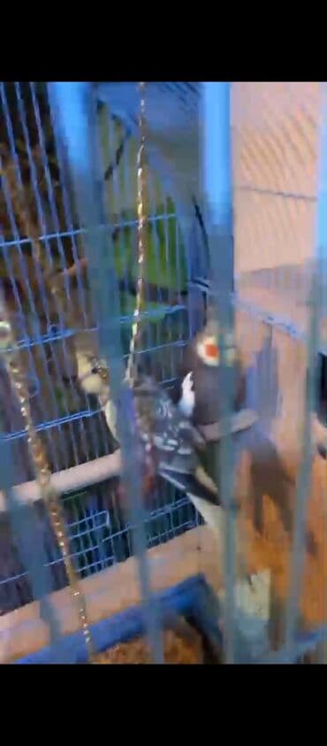 xamyak yuvası: Məhsul: Nimfa tutuquşları (cüt) Təsvir: - Kafesdə bir cüt nimfa — 8