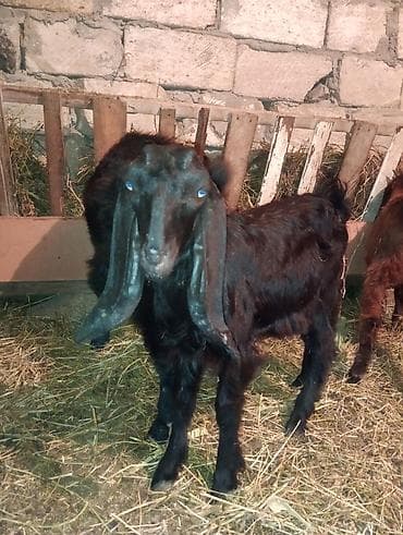 halep kecisi satilir: Təmiz qan hələb cinsidi 3 disi iki erkey heyvanlar kom satilir tək tək — 5