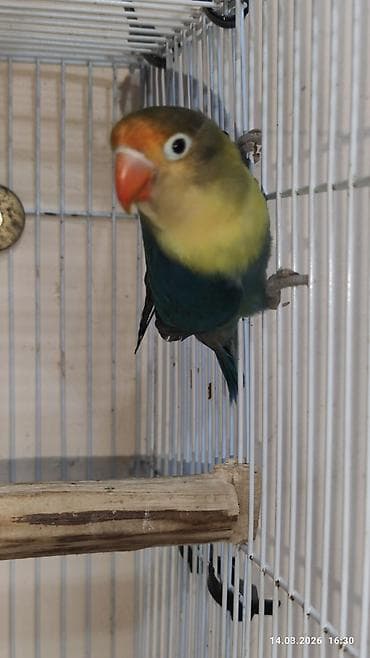 Digər heyvanlar: PAPUQAY FİŞER ERKƏK MUTASYON TÜRKİYƏDƏN GƏLMƏ QUŞLARIN BALASI CÜTƏ — 1