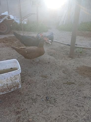 tutu quşları: Erkək, | Lal ördək, Damazlıq, Ünvandan götürmə — 5