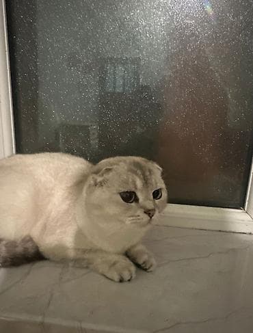 anqor pişiyi: Şinşilla, Erkək — 2