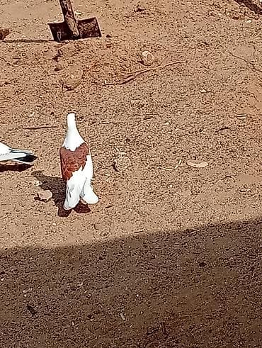 qefes satisi: Kəvən baladi satılır real alıcılar əlaqə saxlasin — 2