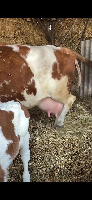 kreditle heyvan satisi: Simental tipli inək buzovu ilə birlikdə. - Cinsi: Simental — 8