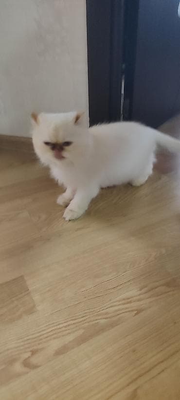 anqor pişiyi: Fars, Dişi, Cütləşmə üçün — 2