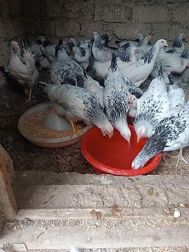 toyuq yumurtaliq: Serebrist becəsi heyətdə boyub 3 ay 25 günlük di tam sağlam di 30 ədəd — 1