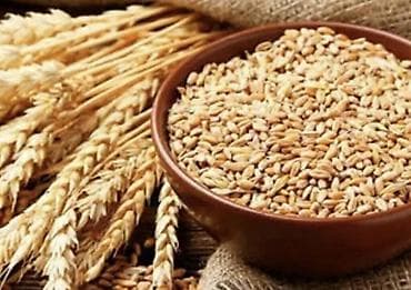 afcarka it adlari: SATİRAM ARPA. 20 ton. (şeş qoşa) 0,29gəp.-1kg Cəlilabadda — 2
