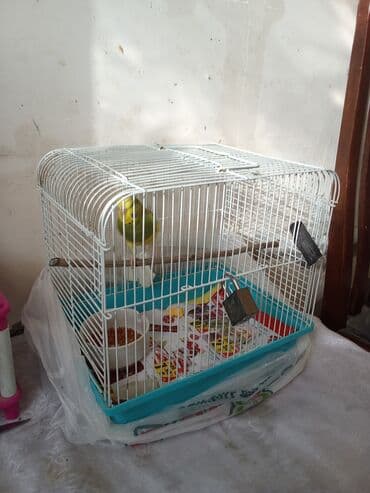 yarasa yuvası fiyatı: Tutuquşu qəfəs aksessuarlari ilə birlikdə verilir . çatdırılma var — 2