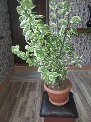 Varieteli otaq bitkisi – dekorativ yarpaqlı - Növ: ağ-yaşıl alabəzək