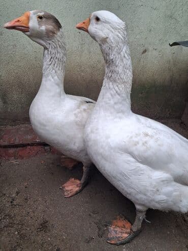 Digər avtomobillər: Təsvir: İki ədəd iri və sağlam qaz satılır. Vəziyyətləri çox — 2