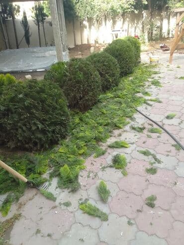 ищу работу садовник на дачу: Bağban xidməti qazon biçmək ağacların biçilməsi budanması — 1