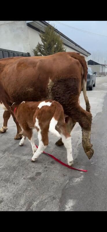 sabuncu heyvan bazari: Satılır: inək bala ilə - Cins: qırmızı-ağ rəngdə, ətlik-südlük tip — 3