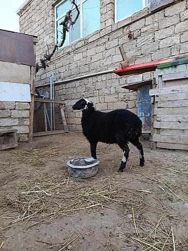K/t heyvanları üçün mallar: Erkək quzu qurbanlığa yarayan heyvanlardır temiz eti təxmini 14 15 — 3
