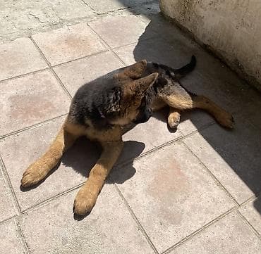 afcarka itləri: Alman çoban iti, 3 ay, Dişi, Peyvəndli, Ünvandan götürmə — 1