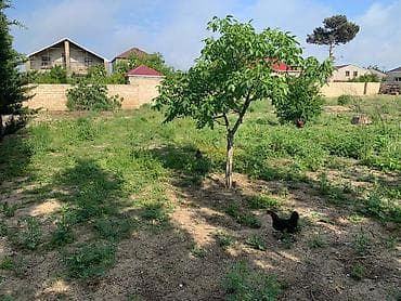 12 sot, Tikinti, Mülkiyyətçi, Kupça (Çıxarış)