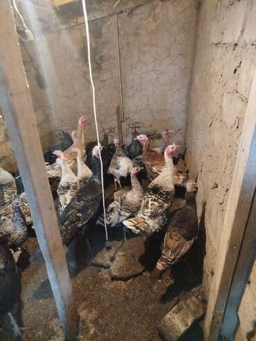 lal ördək satılır: Erkək, Kanada, Amerika, Ətlik — 3