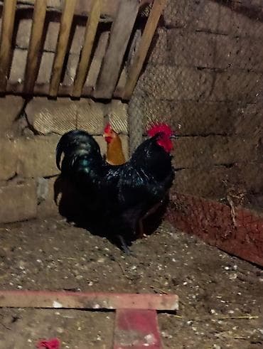 Saf qan avstralob - Parlaq qara tüklər, yaşıl-mavi parlaqlıqla -