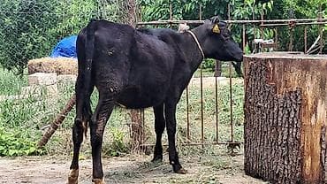 Inəklər, öküzlər: 6 aylıq ivanovka dana satılır süni mayalanmadan olub sağlam damazlıq — 2