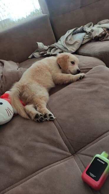 golden retriever qiyməti: Retriever, 4 ay, Dişi, Pulsuz çatdırılma — 2