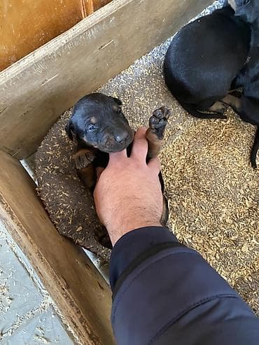 it satisi gence: Doberman, 1 ay, Dişi — 7