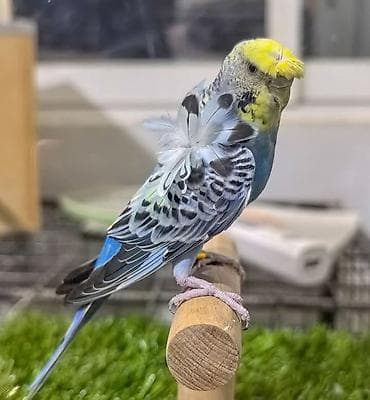 quş bazarı: Yaponic cütü 70 azn — 8