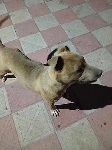 Pitbull it 6 aylıqdır dişidir tualet mədəniyəti ev yemekləri yeyir — 2