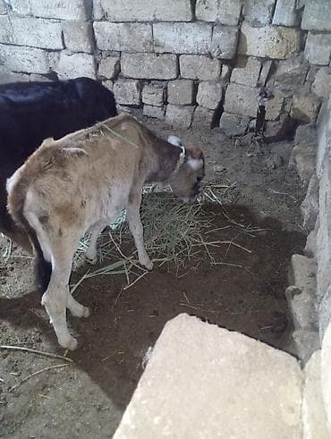 Cüt dişi dana 2 si də 2 aylıq di real alıcılar zəng etsin razılaşmaq