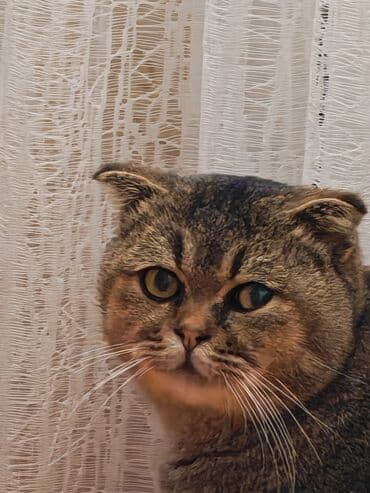 şotlant pisiyi: Şotland yastı qulaq — 7