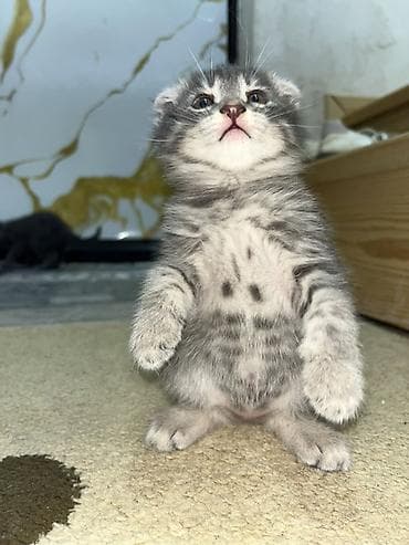 pişik tap az: Şotland yastı qulaq — 1